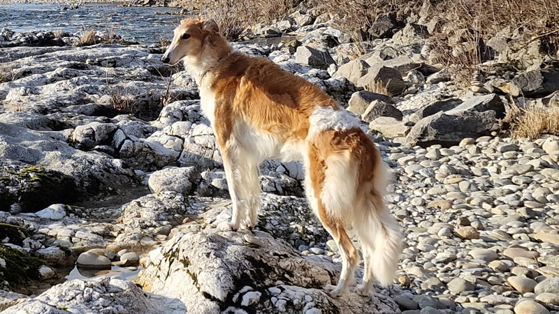 borzoi