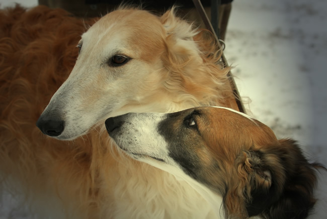 borzoi