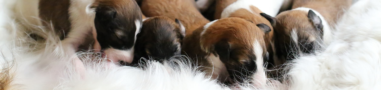 borzoi
