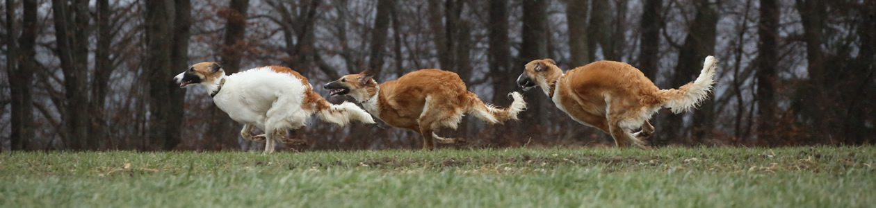 borzoi