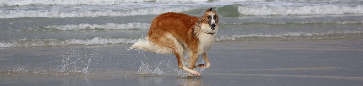 borzoi