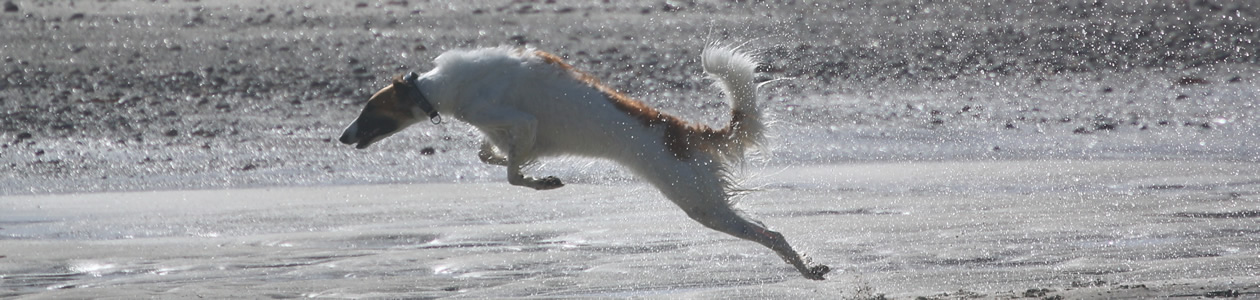 borzoi