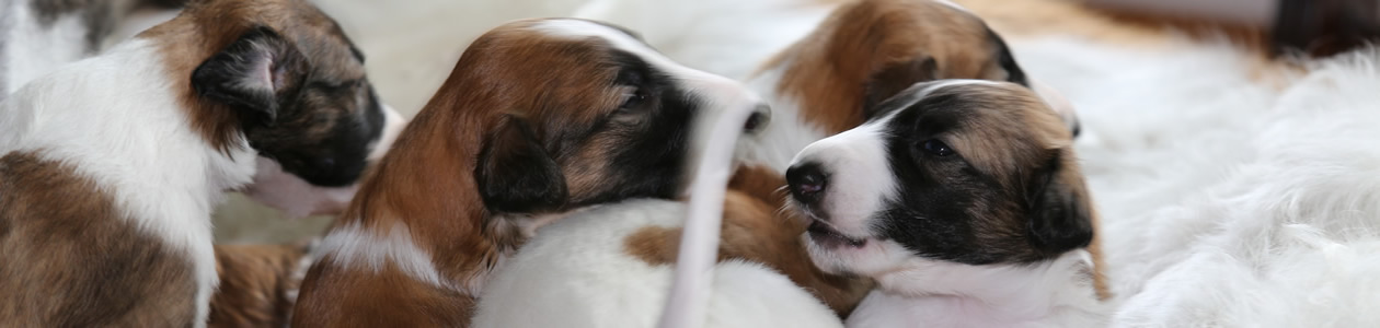 borzoi