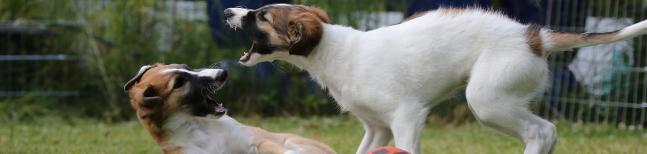 borzoi