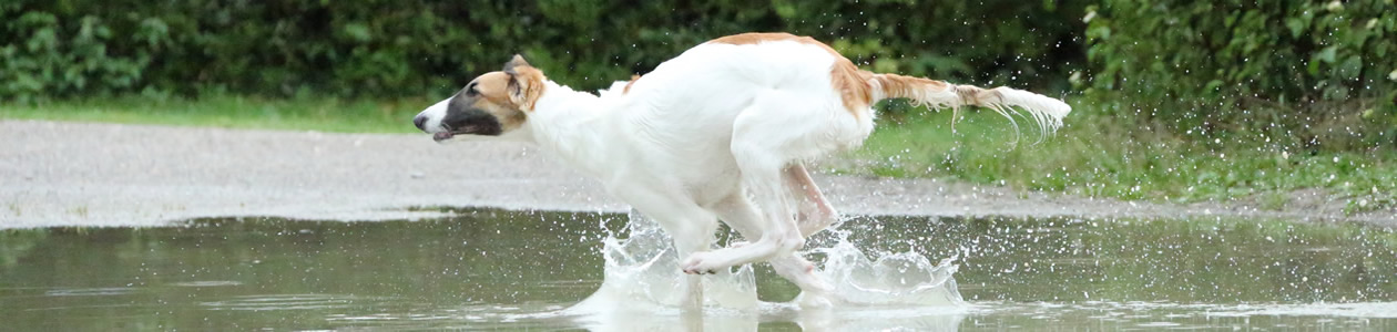 borzoi