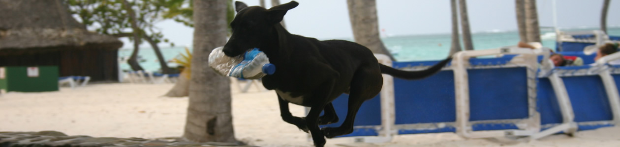 chichi