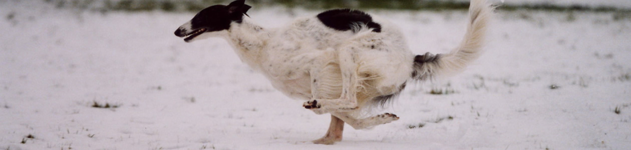 borzoi