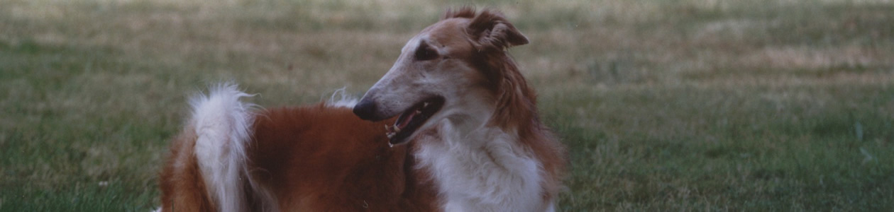 borzoi
